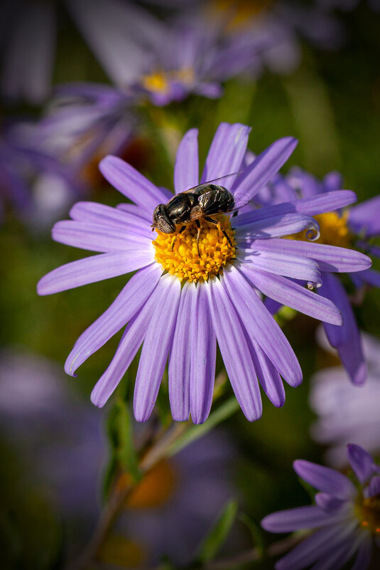 труженица - Denis Doroshenko