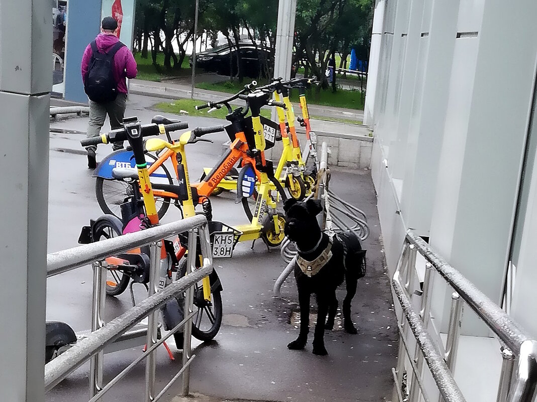 Городские зарисовки. - Ольга Довженко
