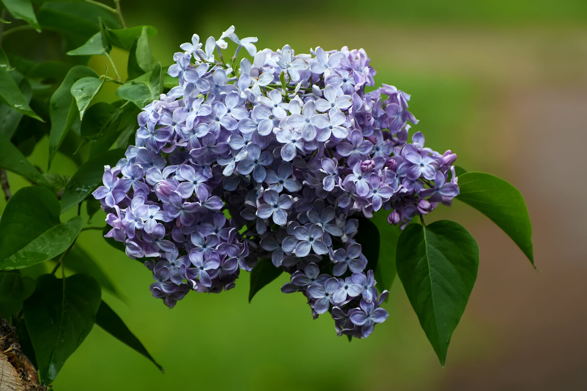 Весна в Ботаническом... Май. - Наташа ***** Весна в Ботаническом... Май. - Наташа *****