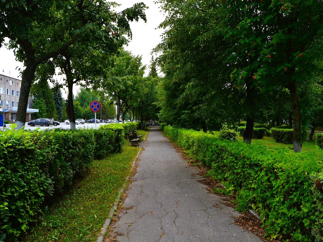 Алатырь. Подстриженный кустарник спиреи на аллее ул. Московской. - Пётр Чернега