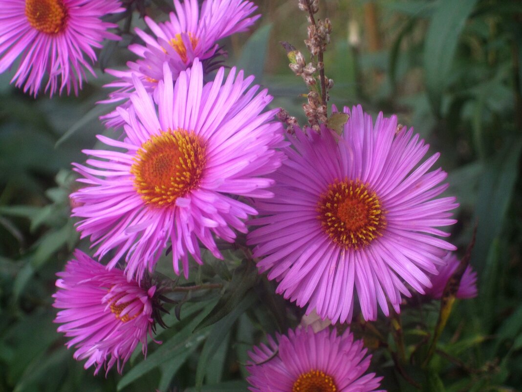 Хризантемы - Елена Семигина