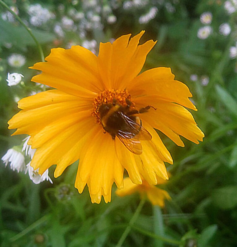 Летний - Елена Семигина