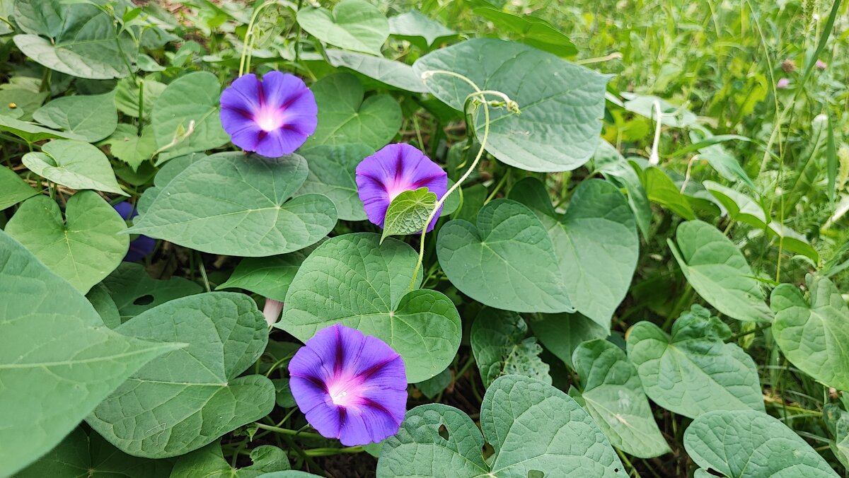 ,,, - Сергей Тимоновский