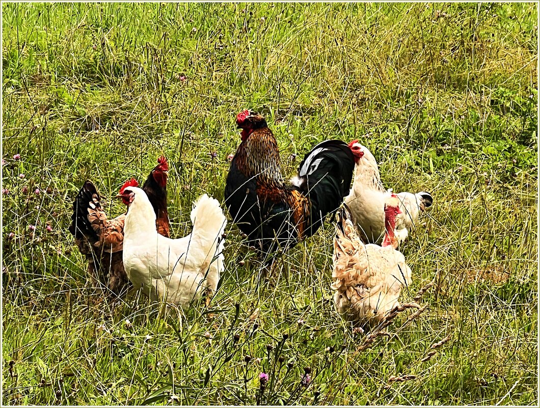 Семейка. - Валерия Комова Семейка. - Валерия Комова