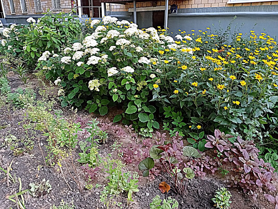 Цветы. - Владимир Драгунский Цветы. - Владимир Драгунский