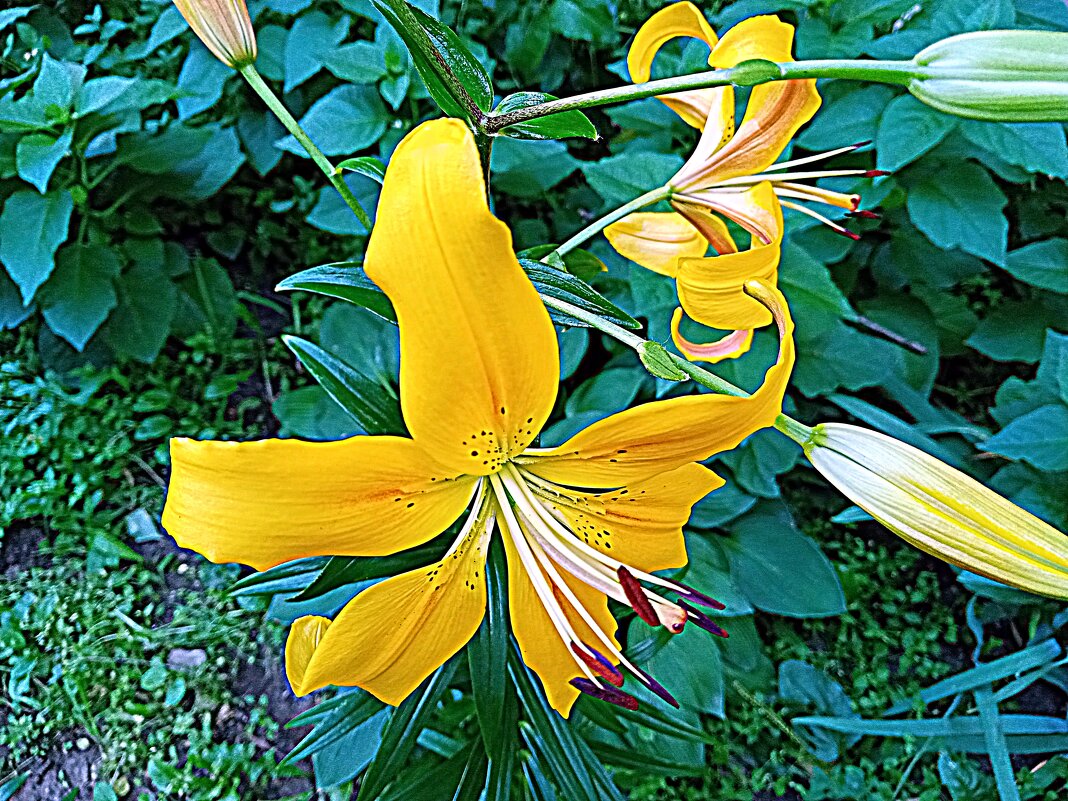 Цветы. - Владимир Драгунский