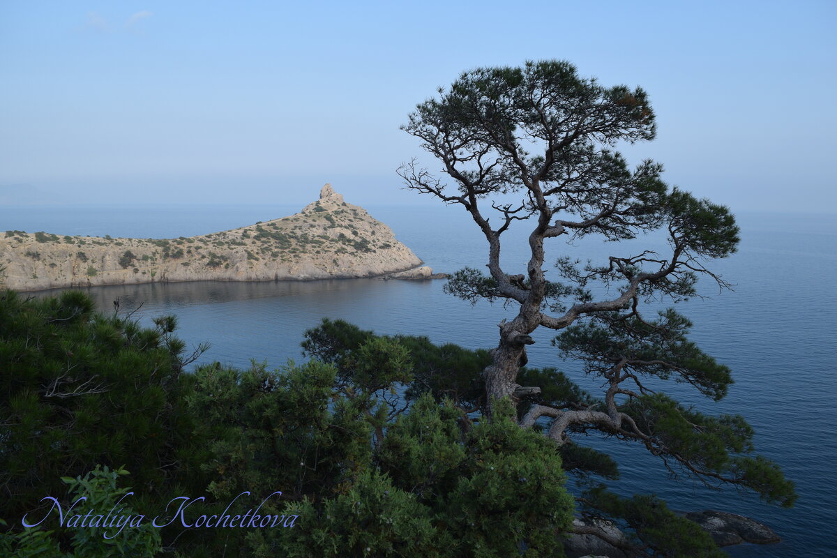 Природа Крыма - Amazing Cosmea