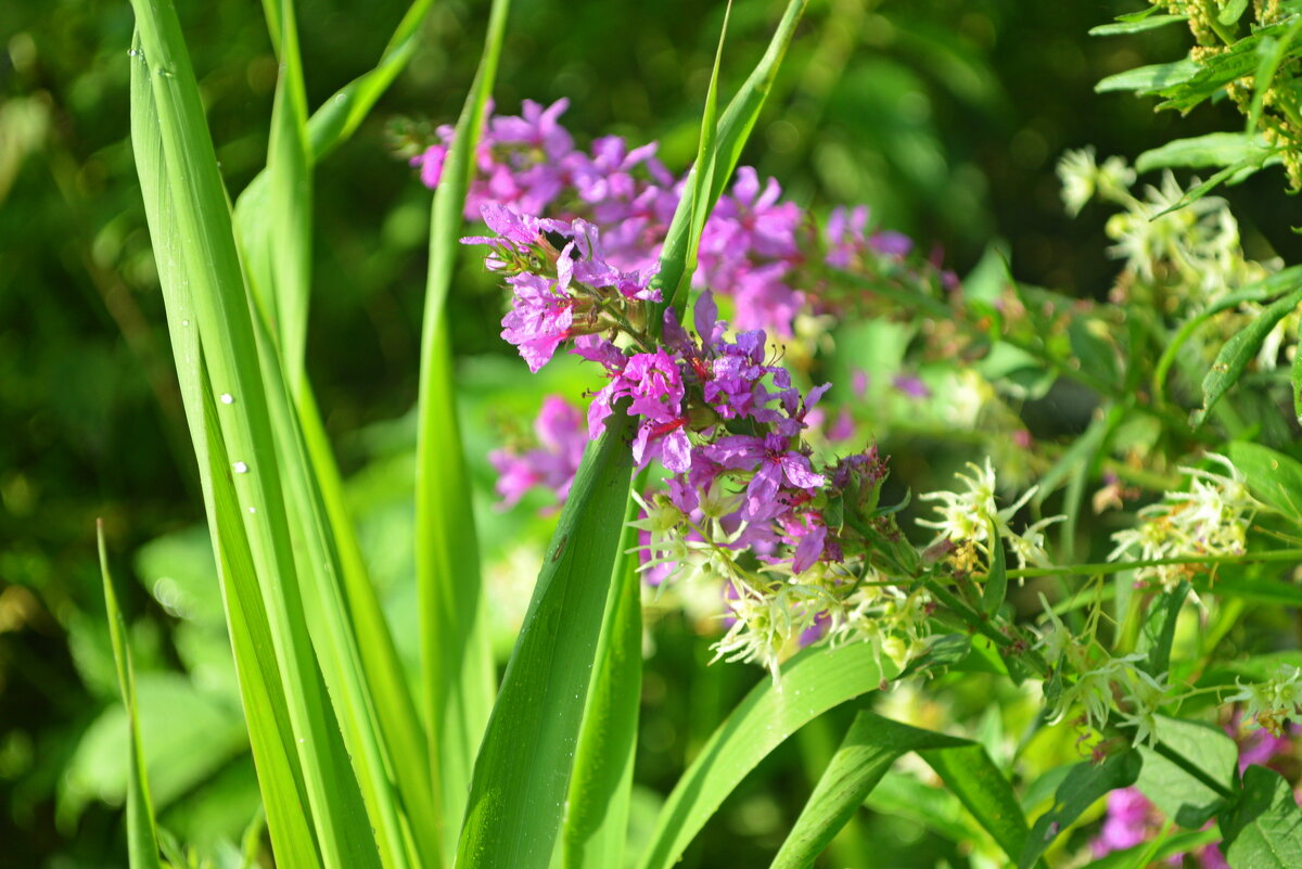 Береговые травы - Татьяна Лютаева