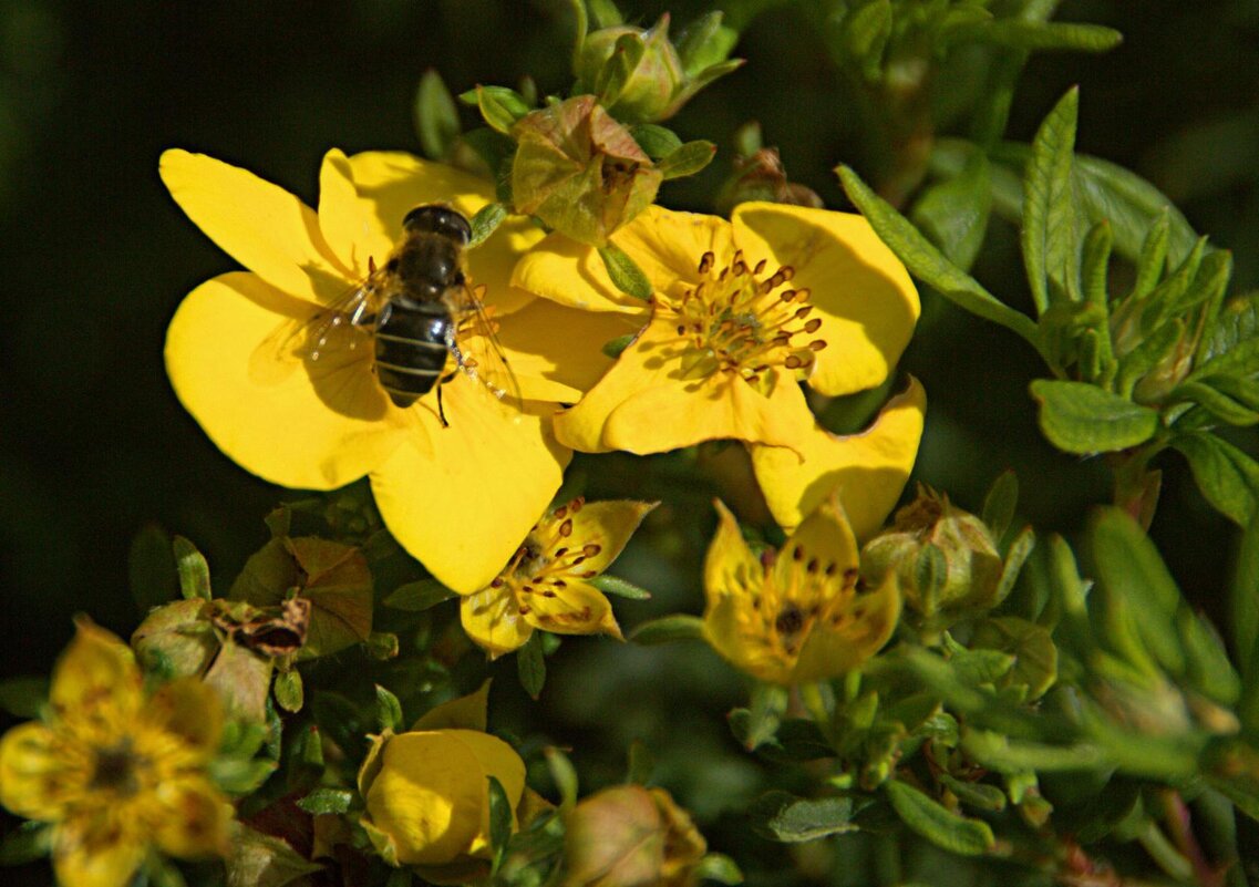 Трудяга - евгений 