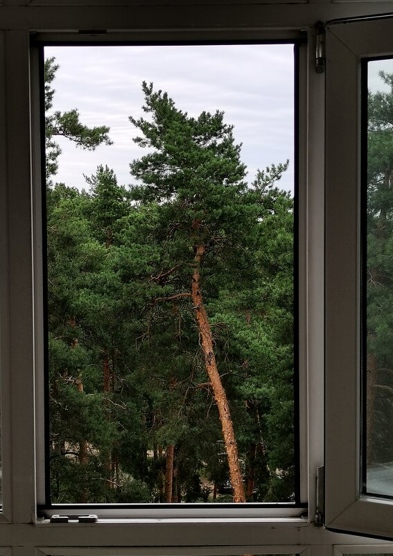 Окно. Сосны. - Любимова Ольга 