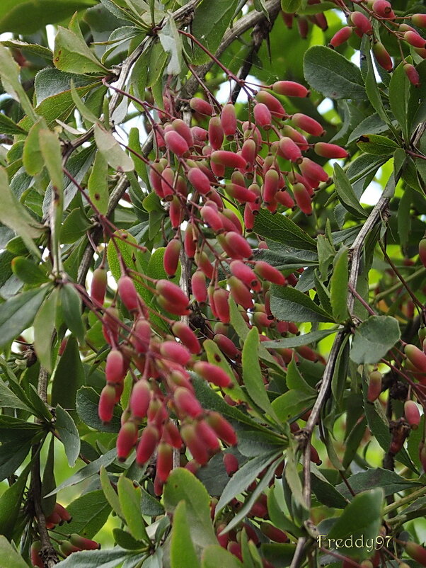 Барбарис - Freddy 97