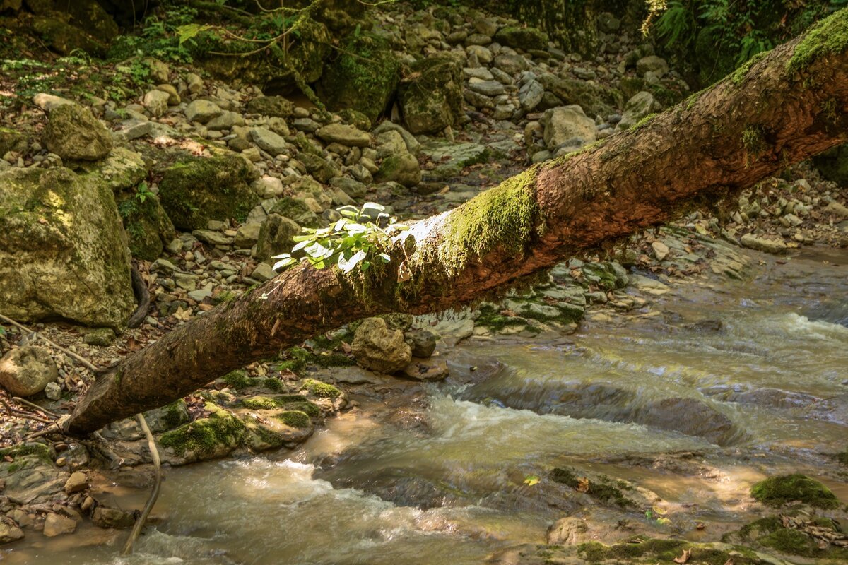 Пешая прогулка вдоль ручья Руфабго - Игорь Сикорский