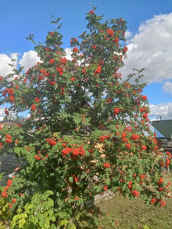 Рябина - Виктор 