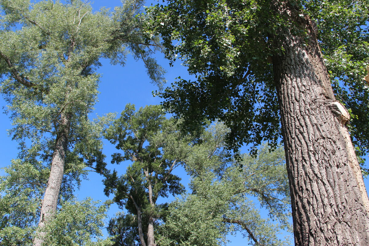 Мой город. - Венера Чуйкова