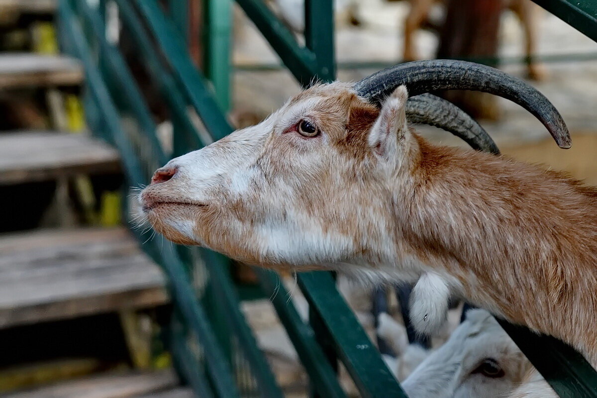" Сафари парк " г.Геленджик... - Николай Саржанов " Сафари парк " г.Геленджик... - Николай Саржанов
