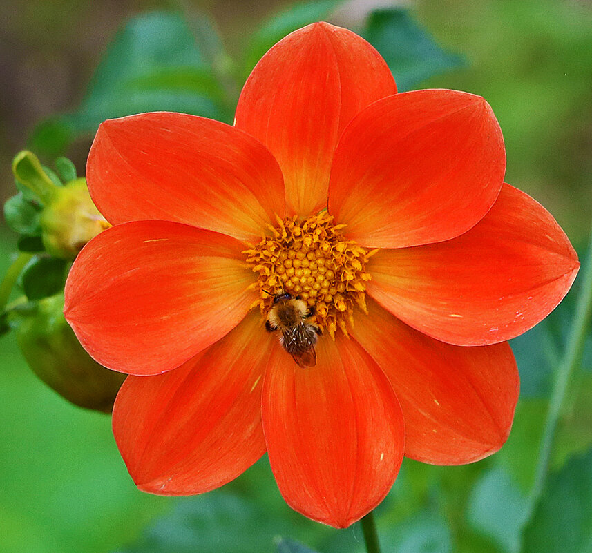 *** - Светлана *** - Светлана