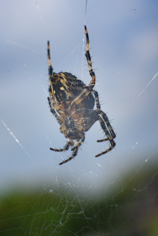 Паучок - Михаил Соколов