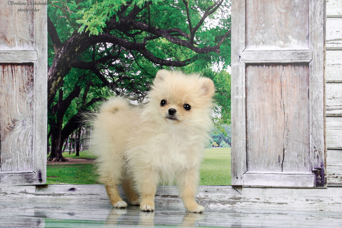 Померанский шпиц - Светлана Ищенко