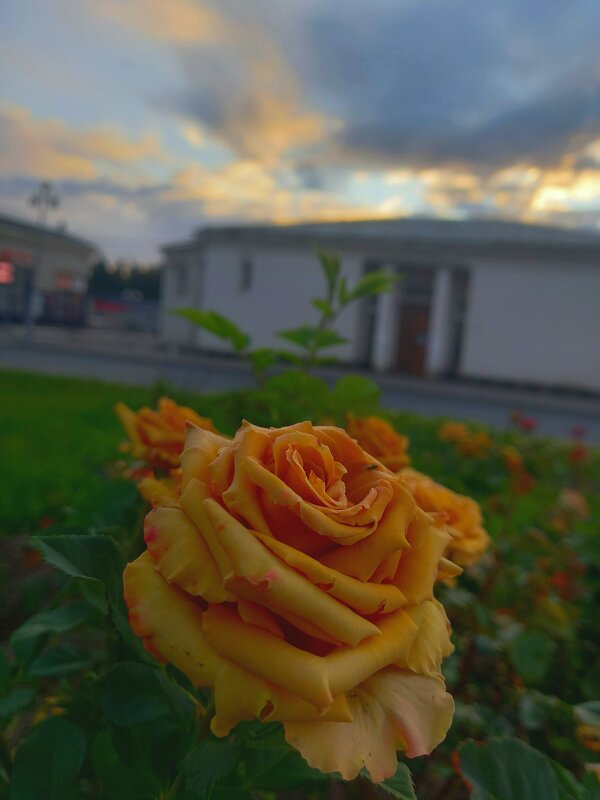 Роза - Сапсан 