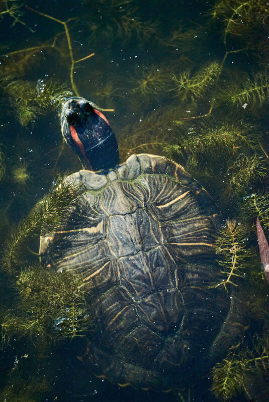 черепашка - Александр Леонов