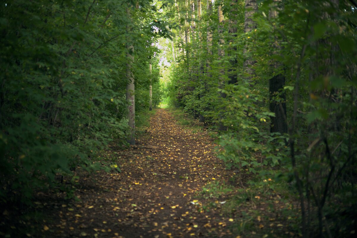 Загадочная грунтовая тропа в парке - Ильич -