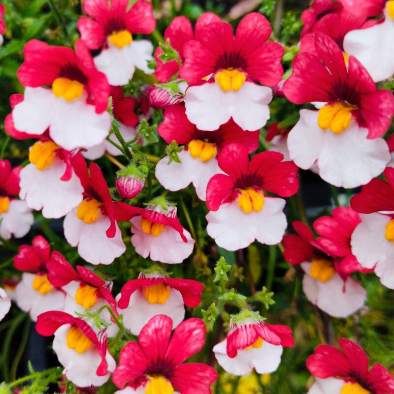 Цветы уходящего лета - Галина Бобкина