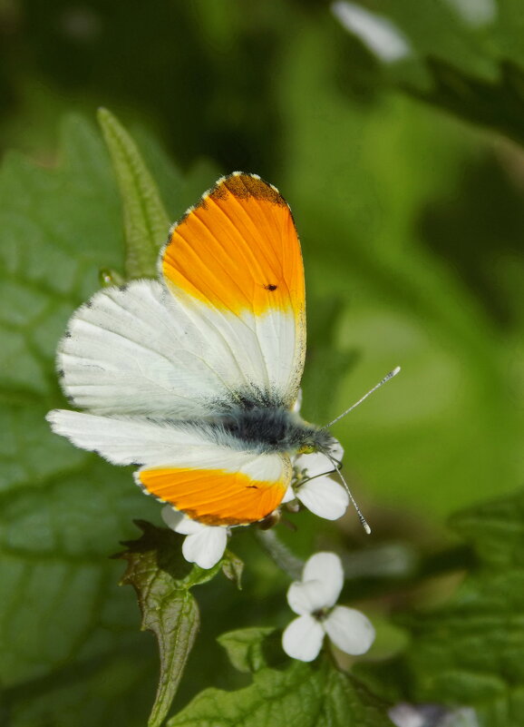 Зорька обыкновенная - Константин Штарк Зорька обыкновенная - Константин Штарк