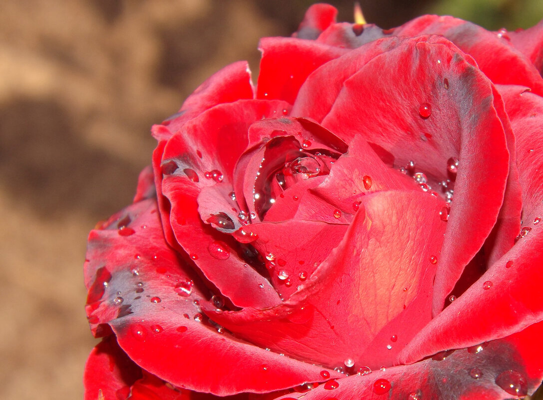 Роза - Валерий Елистратов