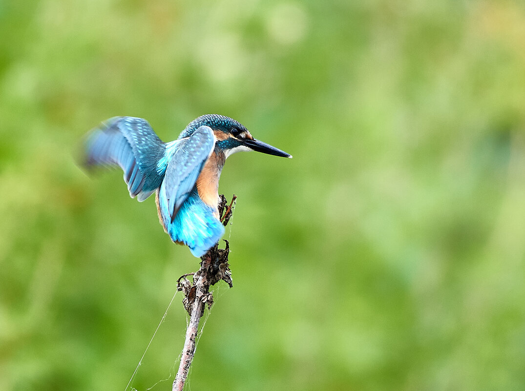 Как прилетели сразу сели - Игорь Шабалин