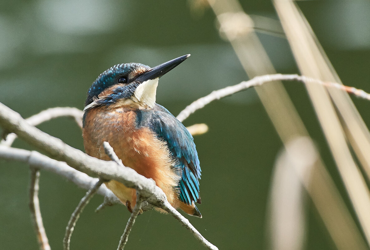 Зимородок - Игорь Шабалин