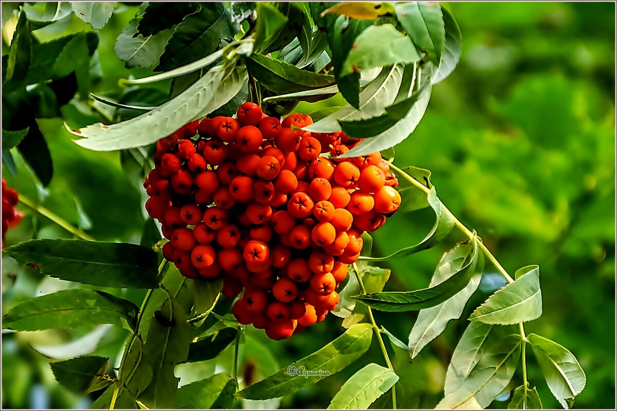 Скоро осень - Aquarius - Сергей