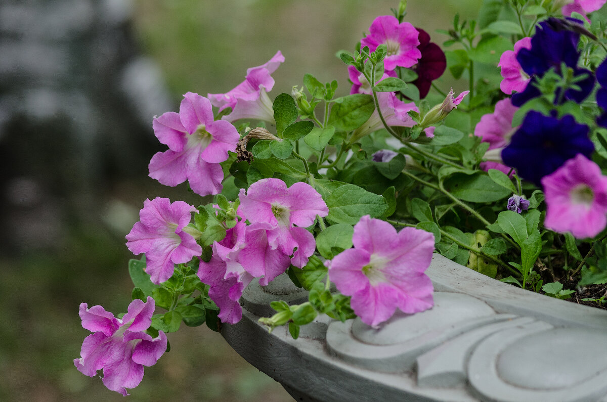 *** - Виктор Иванович Чернюк *** - Виктор Иванович Чернюк