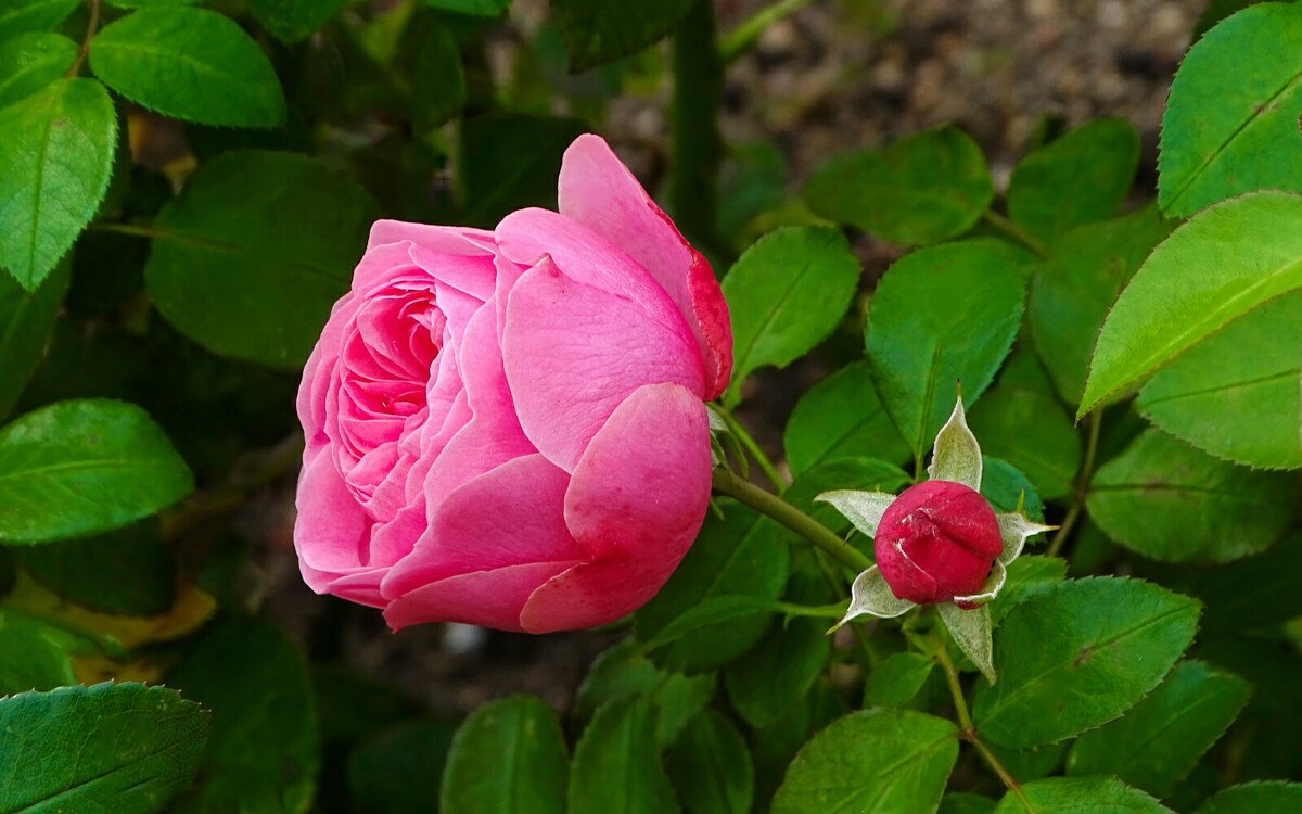 Городские цветы - Милешкин Владимир Алексеевич 