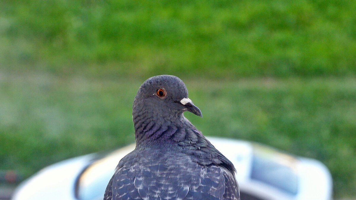 Сосед - Валерий Иванович