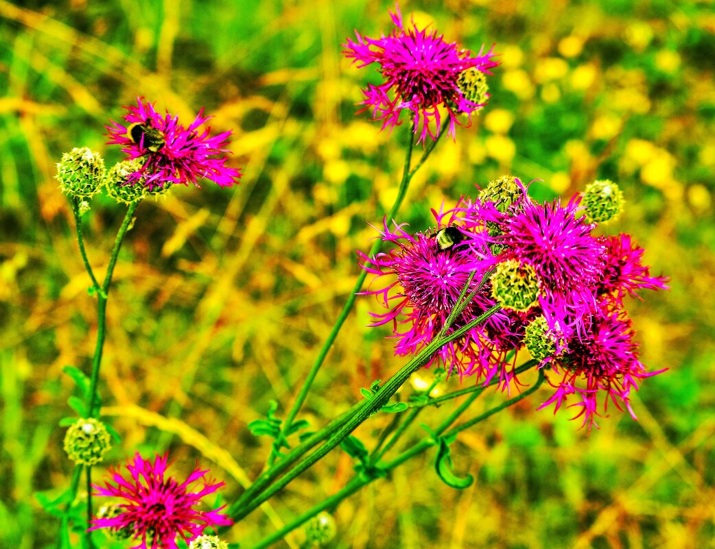 Из серии "Цветы и шмели"! - Владимир 