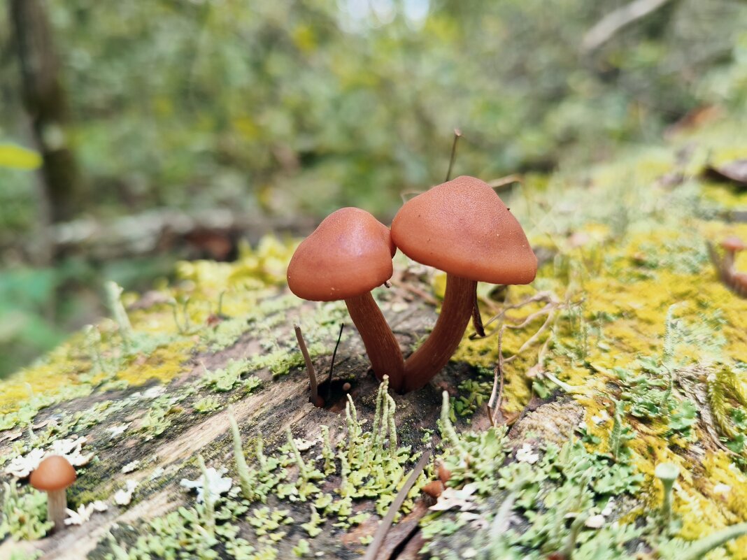 Лаковица (Laccaria) - Денис Бочкарёв