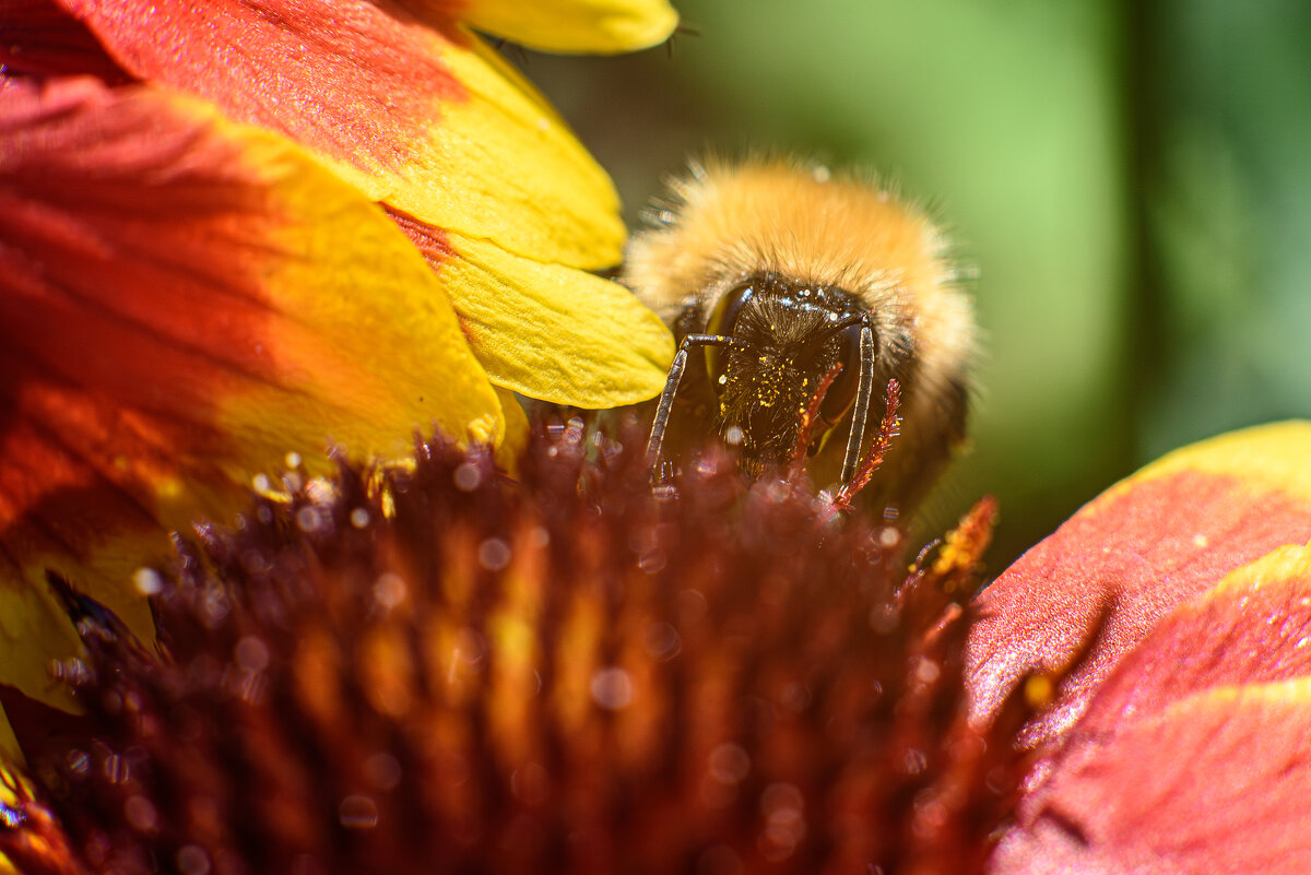 Мохнатый шмель... - Михаил Соколов