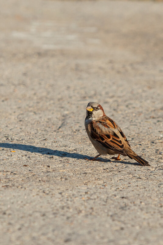 маленький и гордый - Denis Doroshenko