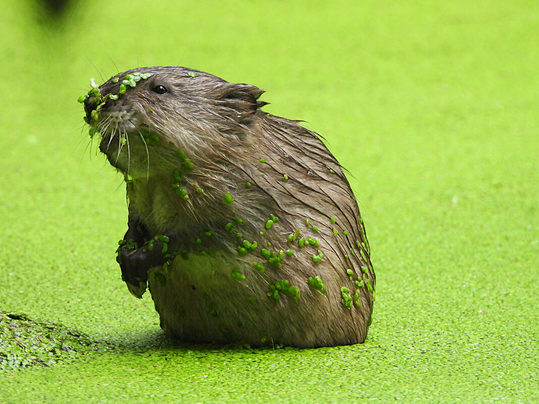 Ондатрёнок - Лина 