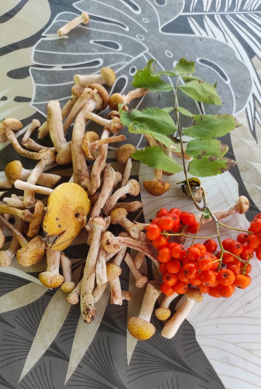 Лесные подарки щедрого августа - Татьяна Лютаева Лесные подарки щедрого августа - Татьяна Лютаева