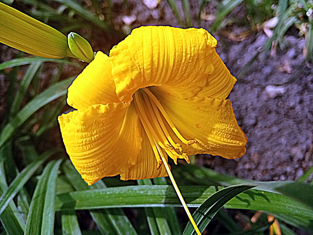 Цветы. - Владимир Драгунский Цветы. - Владимир Драгунский