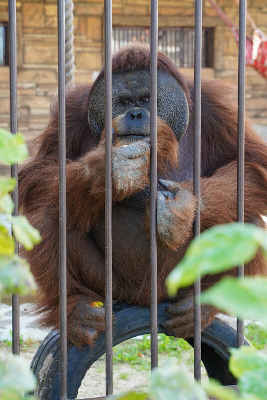ДЖОРДЖИ - Сергей Янович Микк