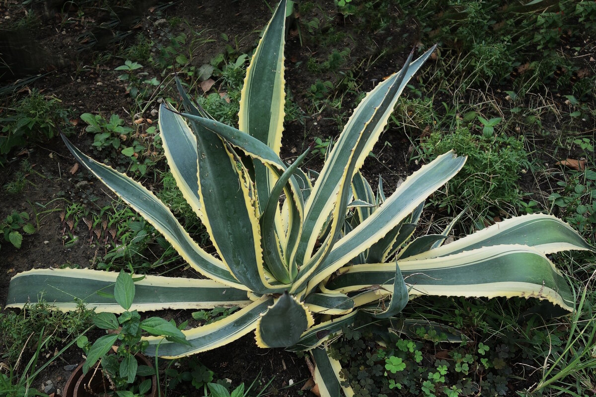 Агава - Рита Симонова