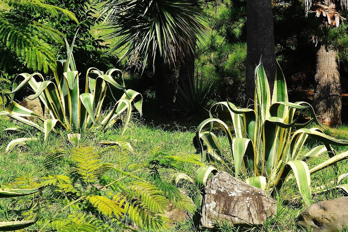 Агава - Рита Симонова