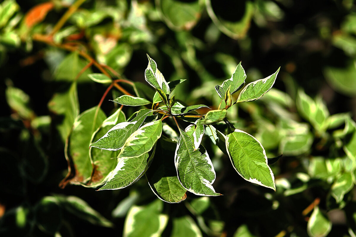 В солнечный день - Юрий Гайворонскiий В солнечный день - Юрий Гайворонскiий
