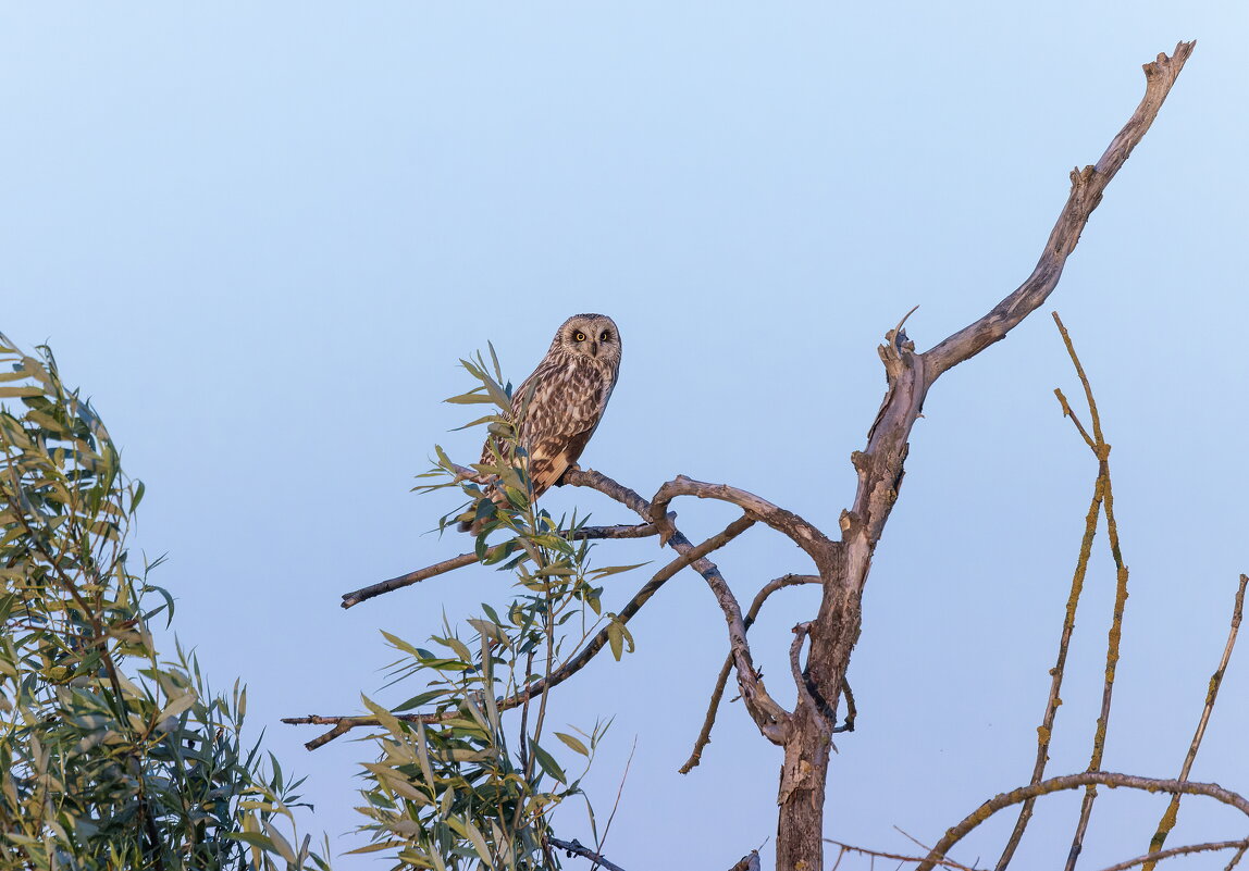 сова болотная. - юрий макаров