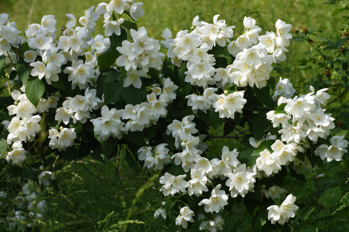 Лето в Ботаническом... Июнь. - Наташа ***** Лето в Ботаническом... Июнь. - Наташа *****