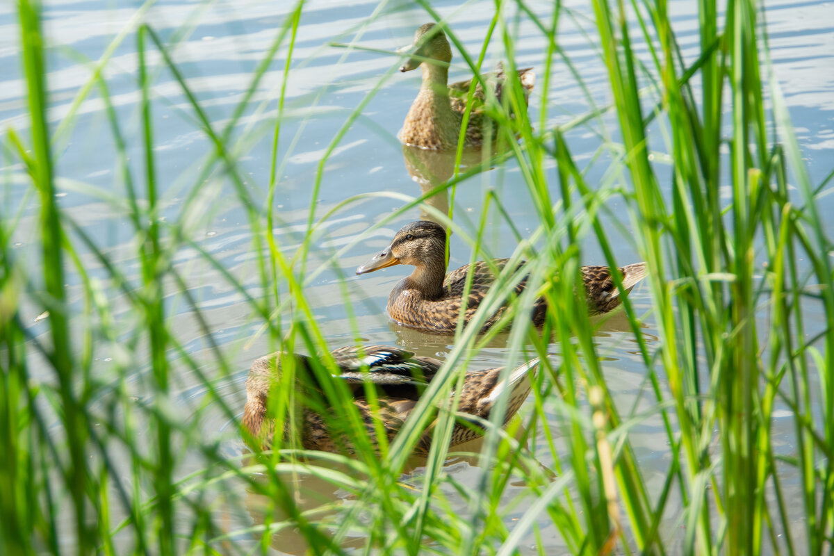 *** - Николай Чекалин