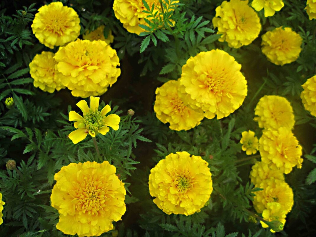 Солнышки - Елена Семигина