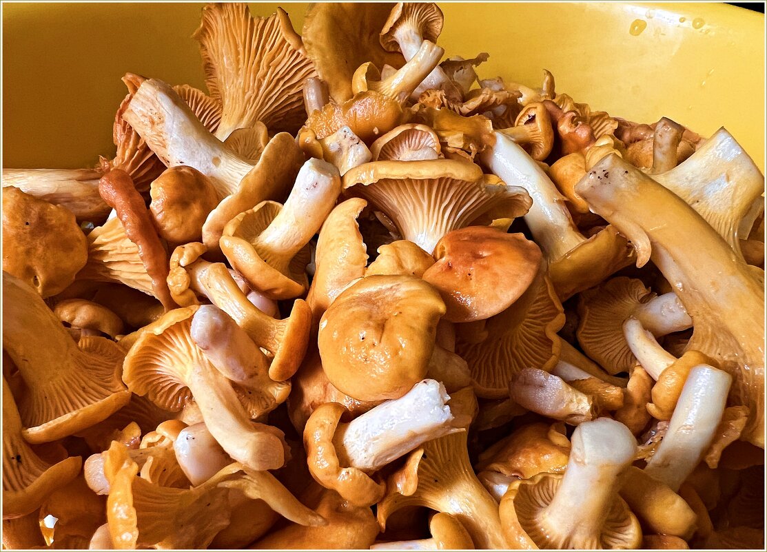 Лисички. - Валерия Комова